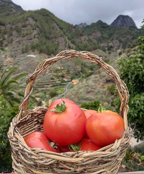 cesta de tomates