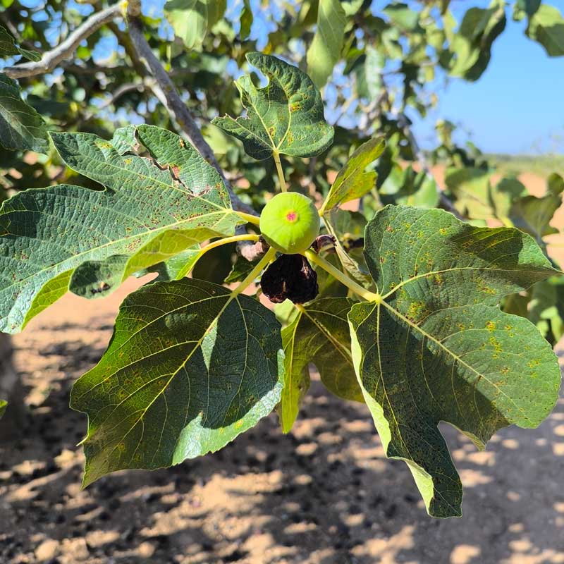 Actividades en La Gomera
