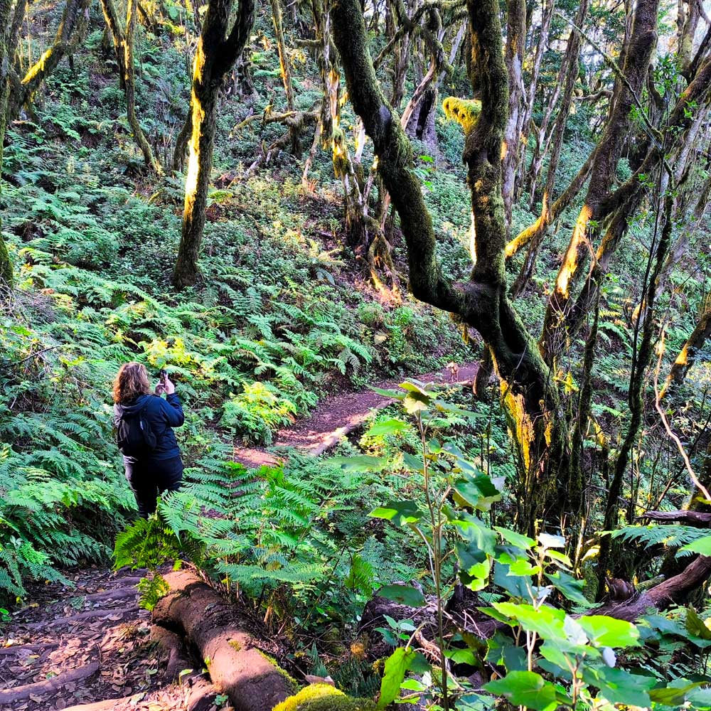 Parque Nacional de Garajonay paisaje gomera
