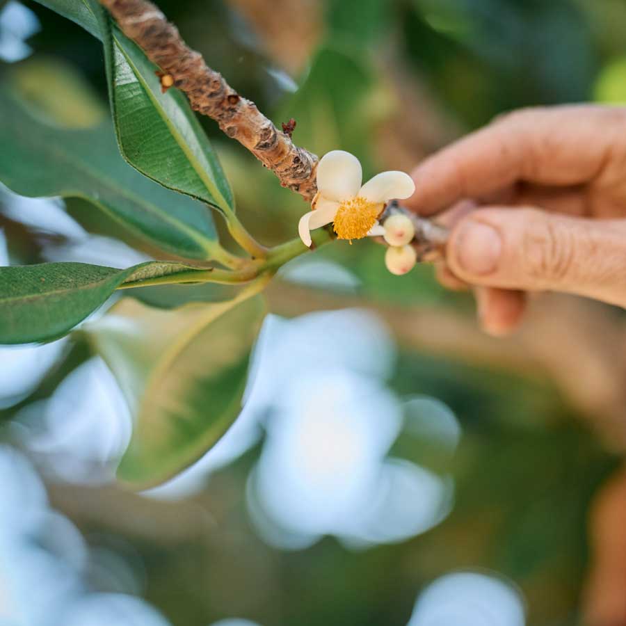 Flor de Mamey, Mammea americana La Laja vista aérea