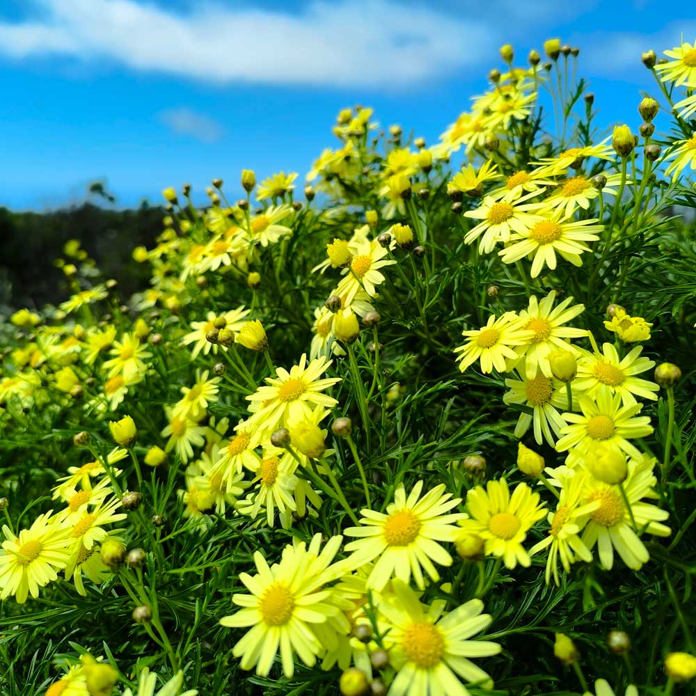 Margarita gomera amarilla,  Argyranthemum callichrysum subsp. callichrysum  flor